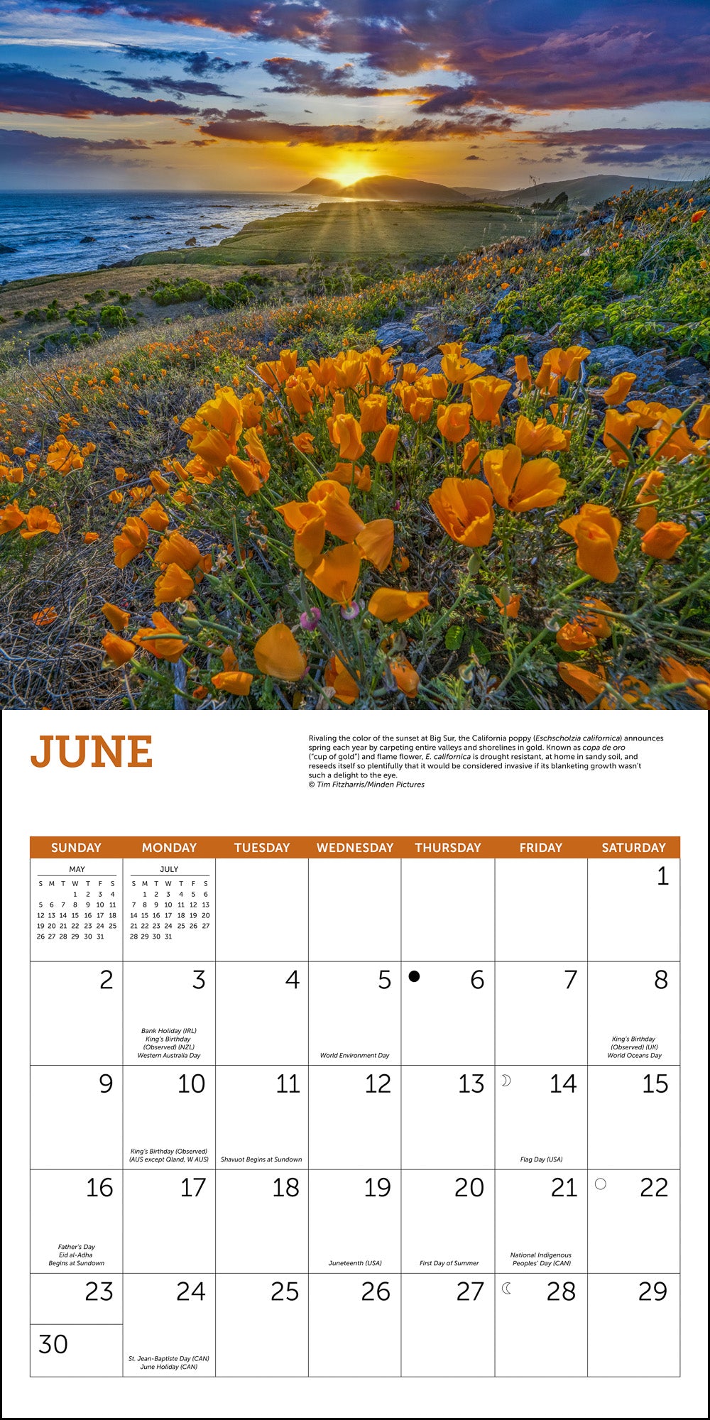 Wildflowers Wall Calendar 2024, Monthly January-December 12'' x 12"