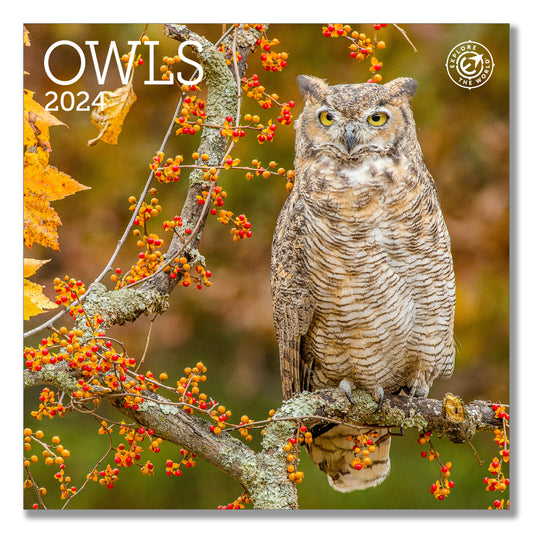 Owls Mini Wall Calendar 2024