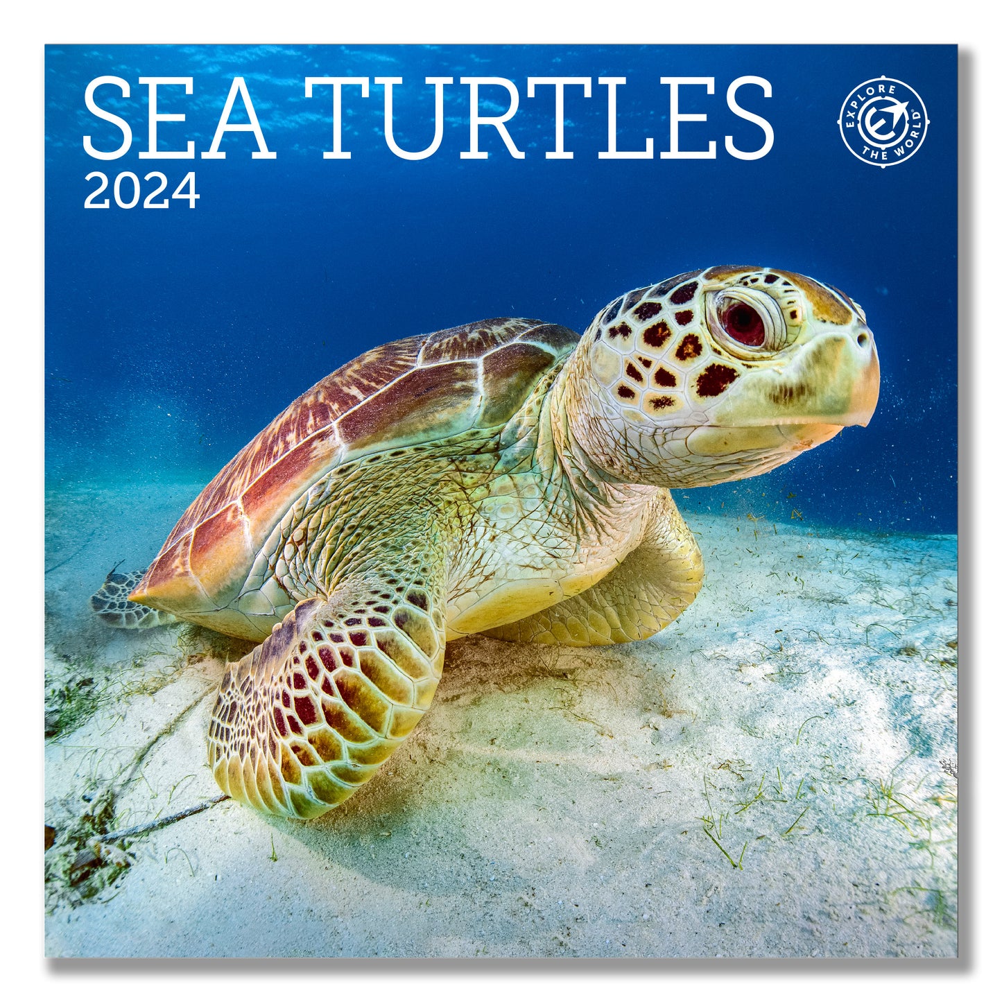 Sea Turtles Mini Wall Calendar 2024