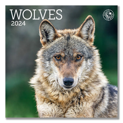 Wolves Mini Wall Calendar 2024